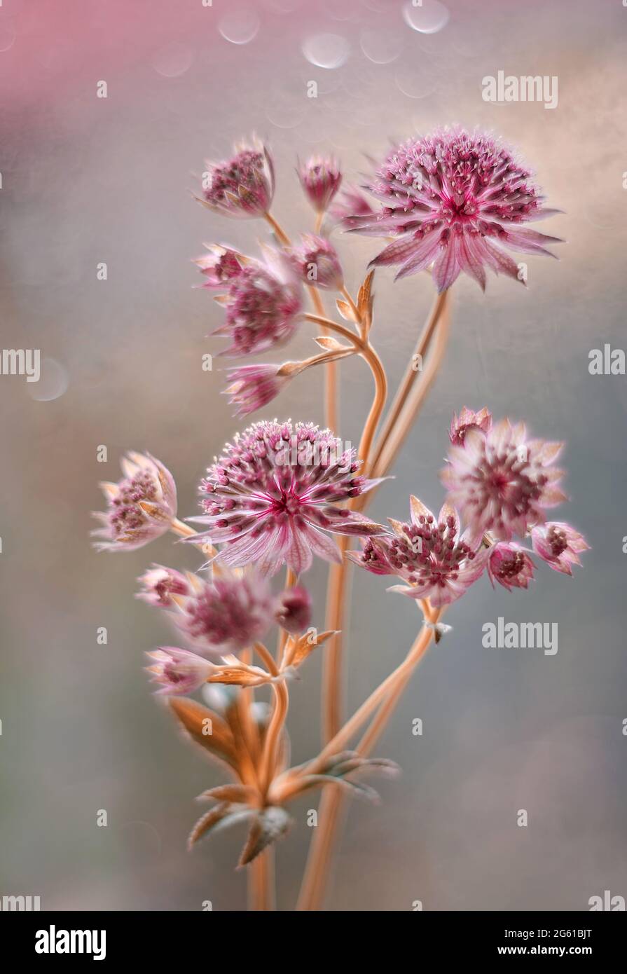 Astrantia (maggiore) fiori come stelle Foto Stock