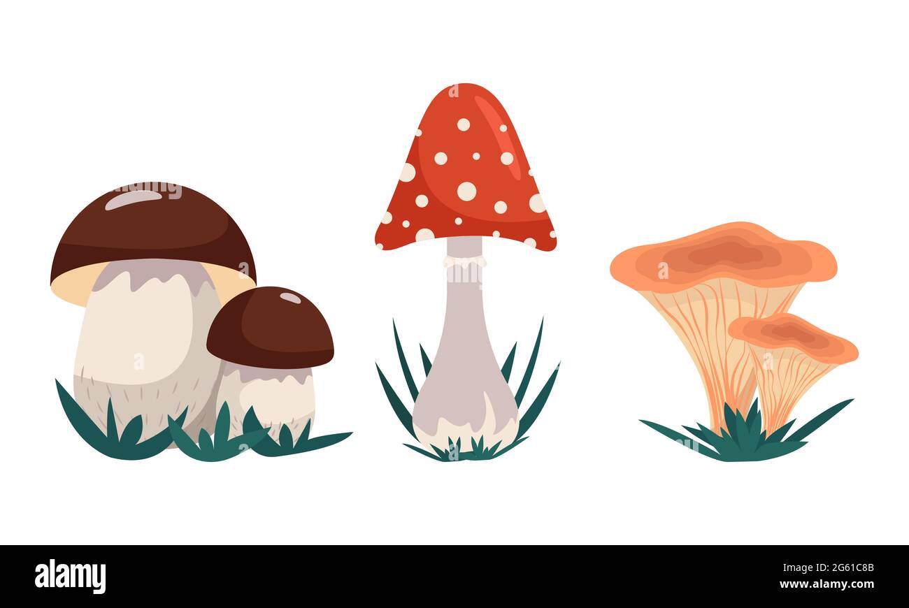 Varietà di funghi, set di funghi - alieni e commestibili, vettoriale clip art in stile piatto. Isolato Illustrazione Vettoriale