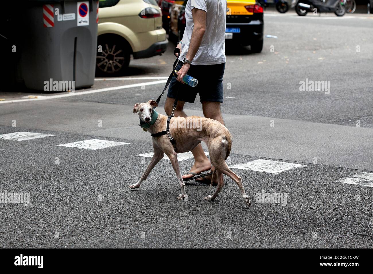 Greyhound che guarda sopra la sua spalla mentre attraversa la strada, Barcellona, Spagna. Foto Stock