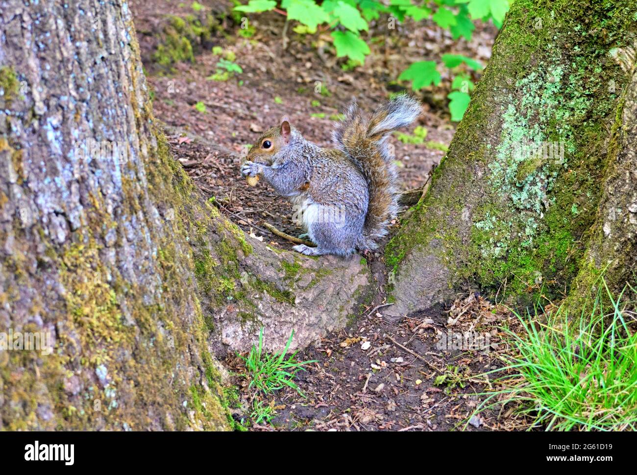 Squirrel grigio incorniciato tra due alberi Foto Stock