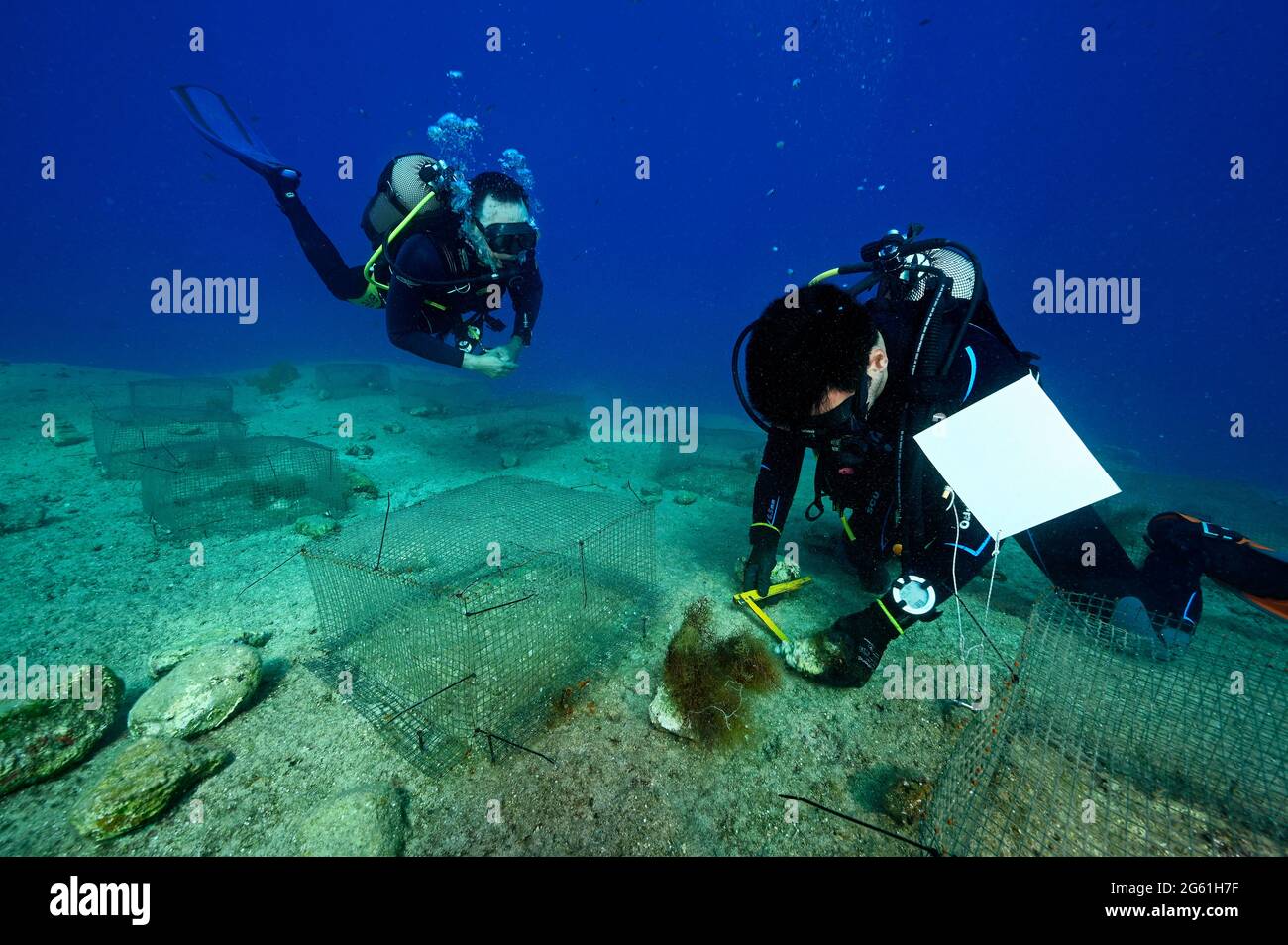 Biologi marini che sperimentano la pressione al pascolo dei pesci conigli invasivi su specie di macro alghe negli habitat rocciosi turchi del Mediterraneo. Foto Stock