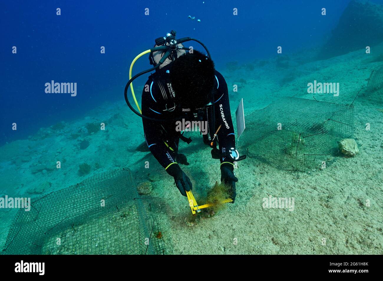 Biologi marini che sperimentano la pressione al pascolo dei pesci conigli invasivi su specie di macro alghe negli habitat rocciosi turchi del Mediterraneo. Foto Stock
