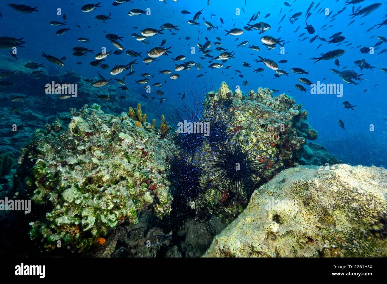 Reef Scenic con Chromis e invasivo riccio di mare a spina lunga, dove i giovani cromie riparano, Gokova Bay Marine Area protetta Turchia. Foto Stock