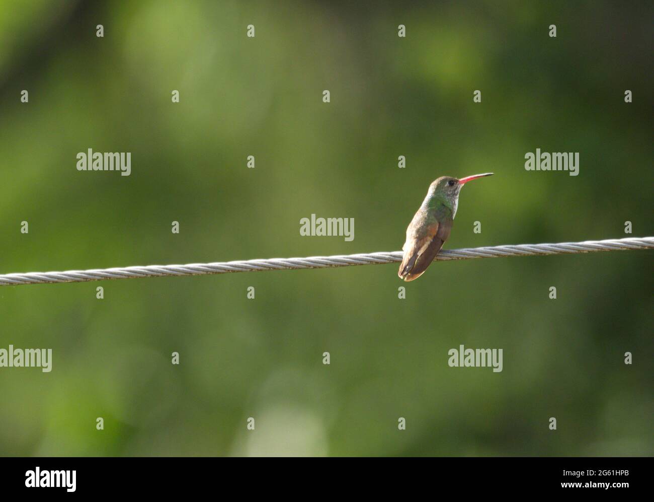 Closeup di Hummingbird verde (Trochilidae) seduto sul filo Vilcabamba, Ecuador. Foto Stock