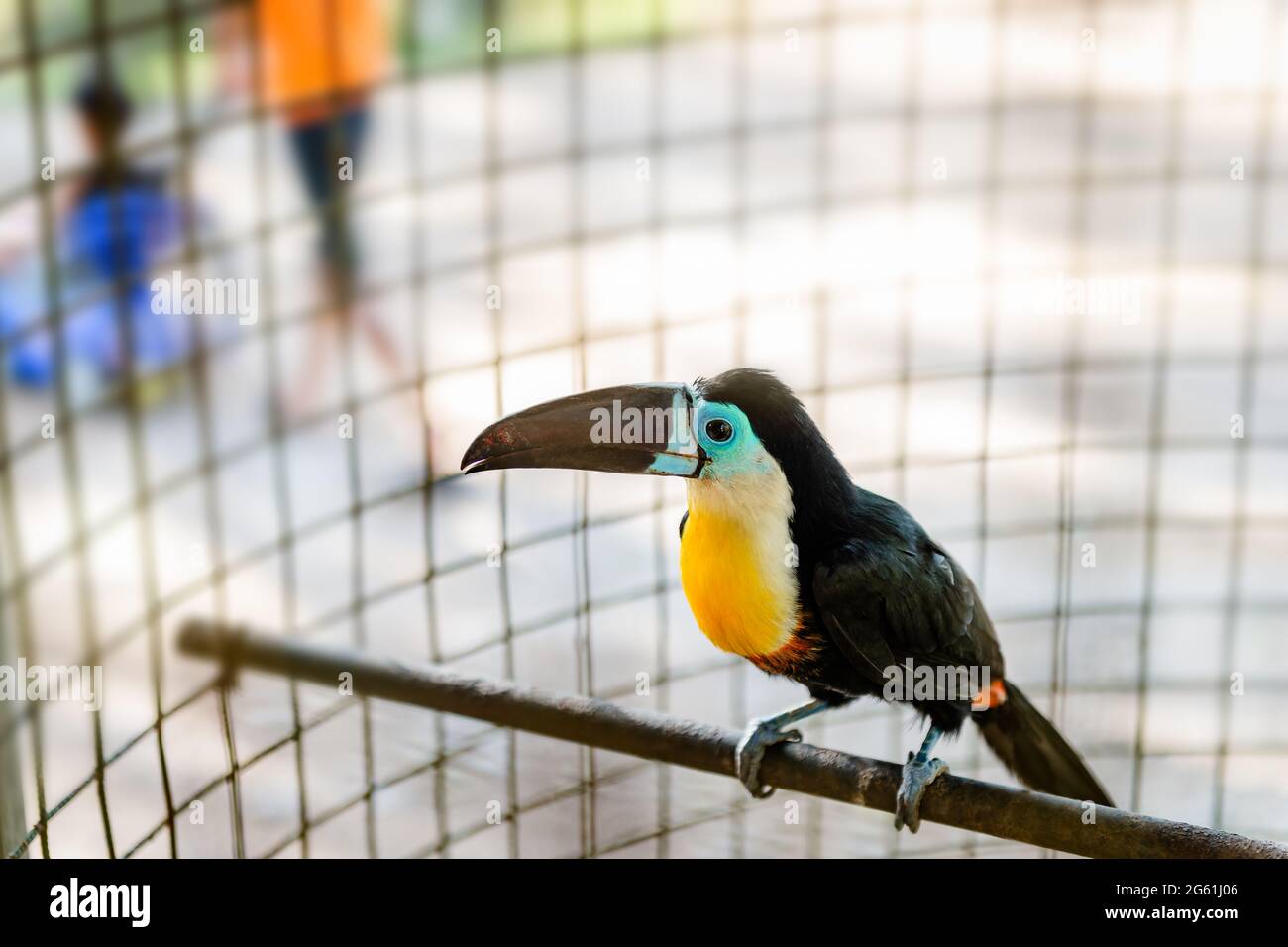 Toucan uccello tropicale in cattività gabbia specie in pericolo bello raro uccello giovane locale Trinidad e Tobago zoo Foto Stock