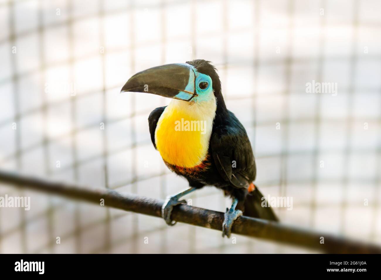 Toucan uccello tropicale in cattività gabbia specie in pericolo bello raro uccello giovane locale Trinidad e Tobago zoo Foto Stock