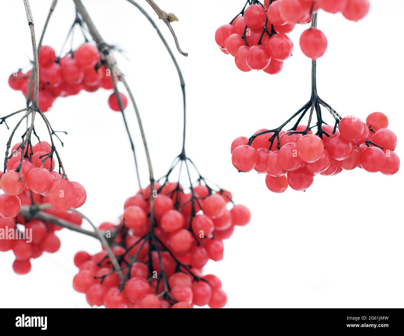 Viburnum nella neve. Bell'inverno. Foto Stock