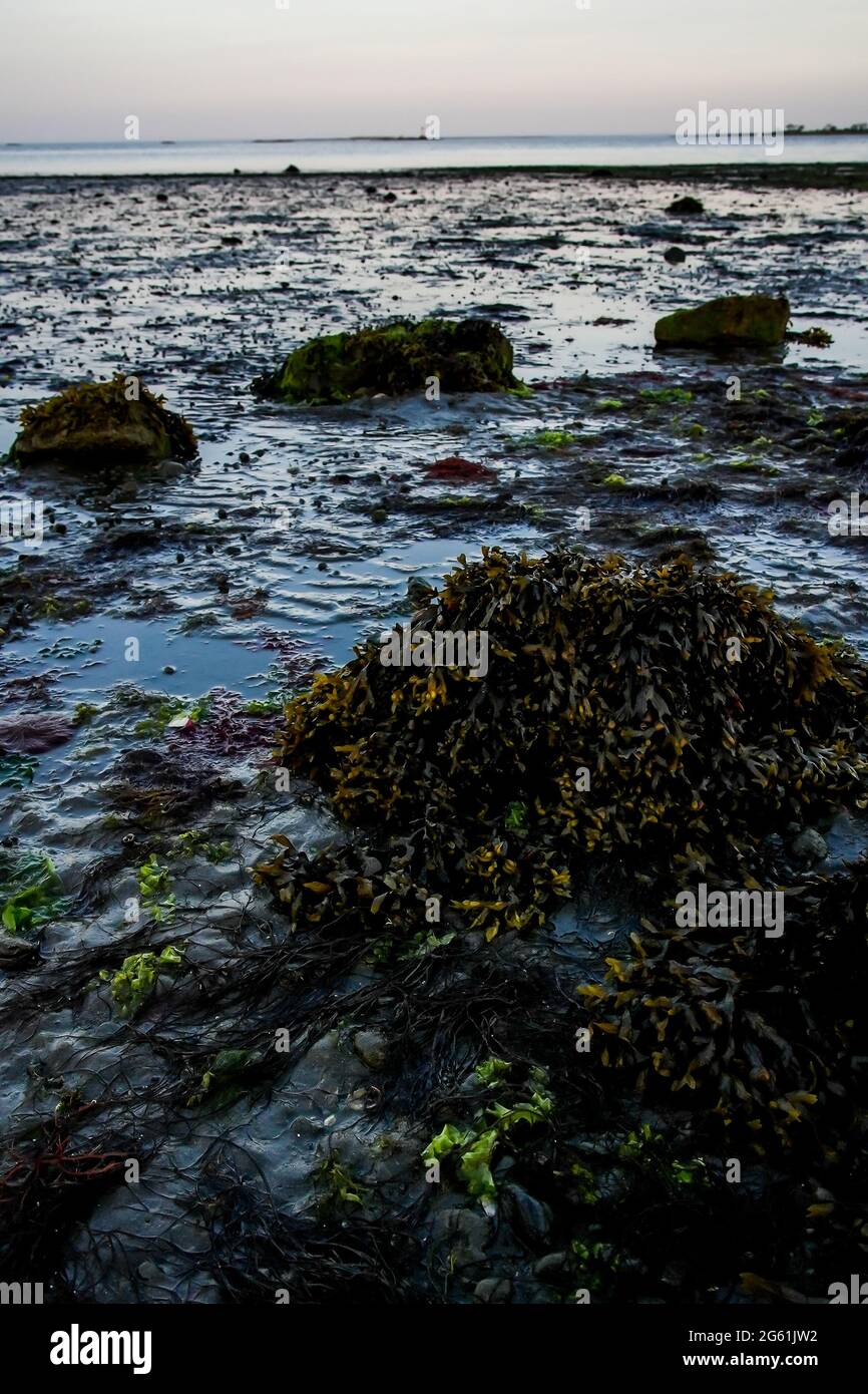 Vista mare con erba erbosa in primo piano Foto Stock