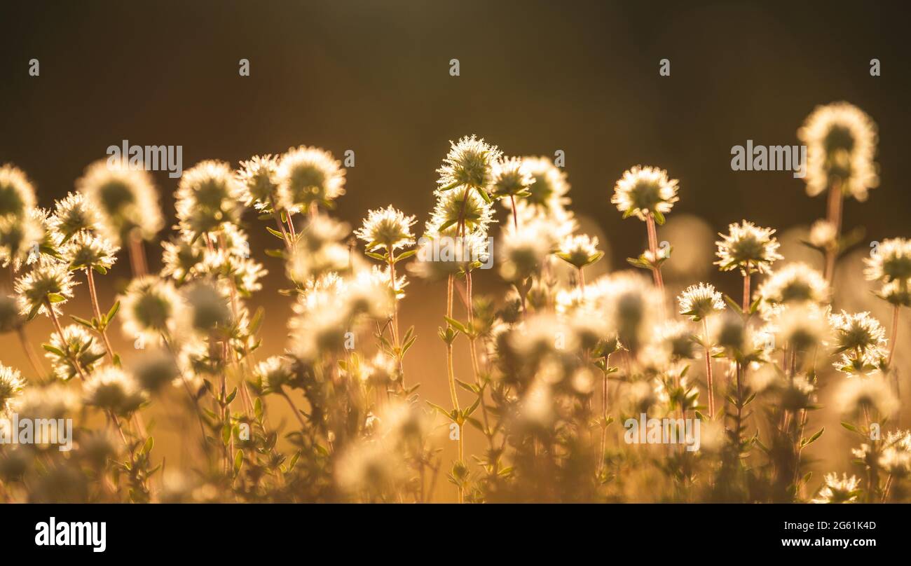 primo piano di fiori selvatici con sfocatura e luce solare che si illumina dietro Foto Stock