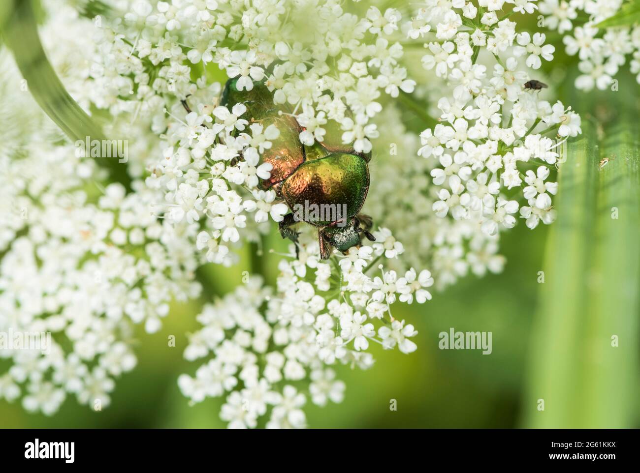 Alimentazione di Rose Chafer (Cetonia aurata) Foto Stock