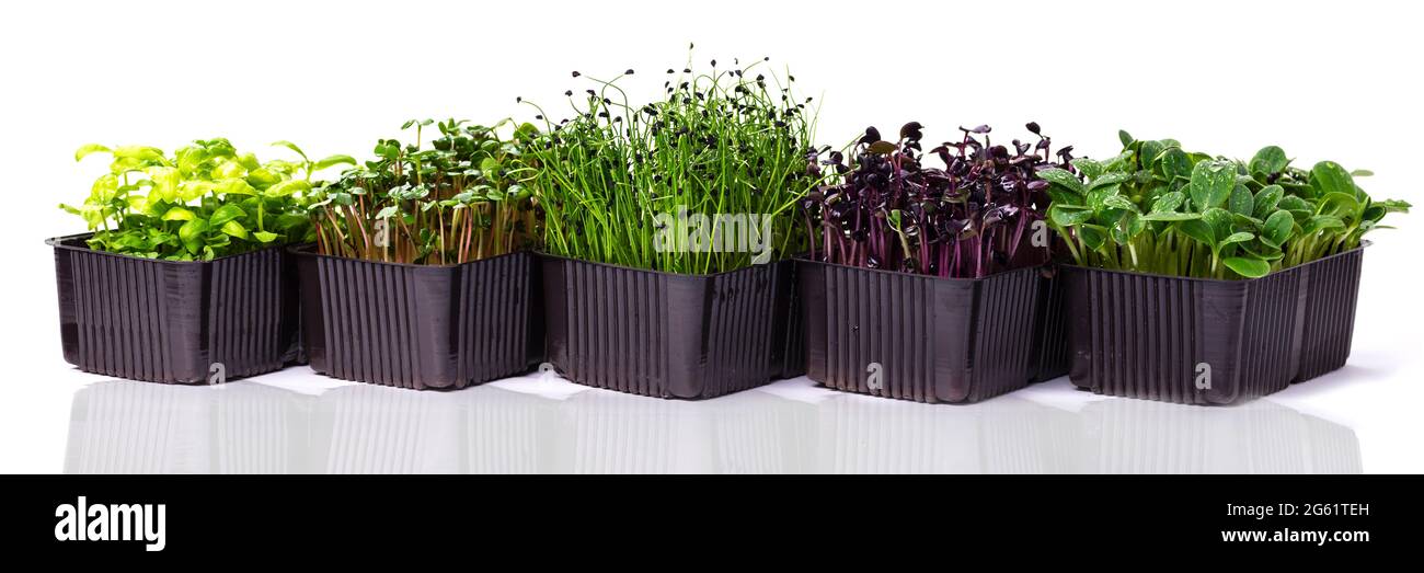 Diversi contenitori con micrograni su sfondo bianco. Micrograni di diverse varietà su una foto banner. Micrograni di ravanello, girasole Foto Stock