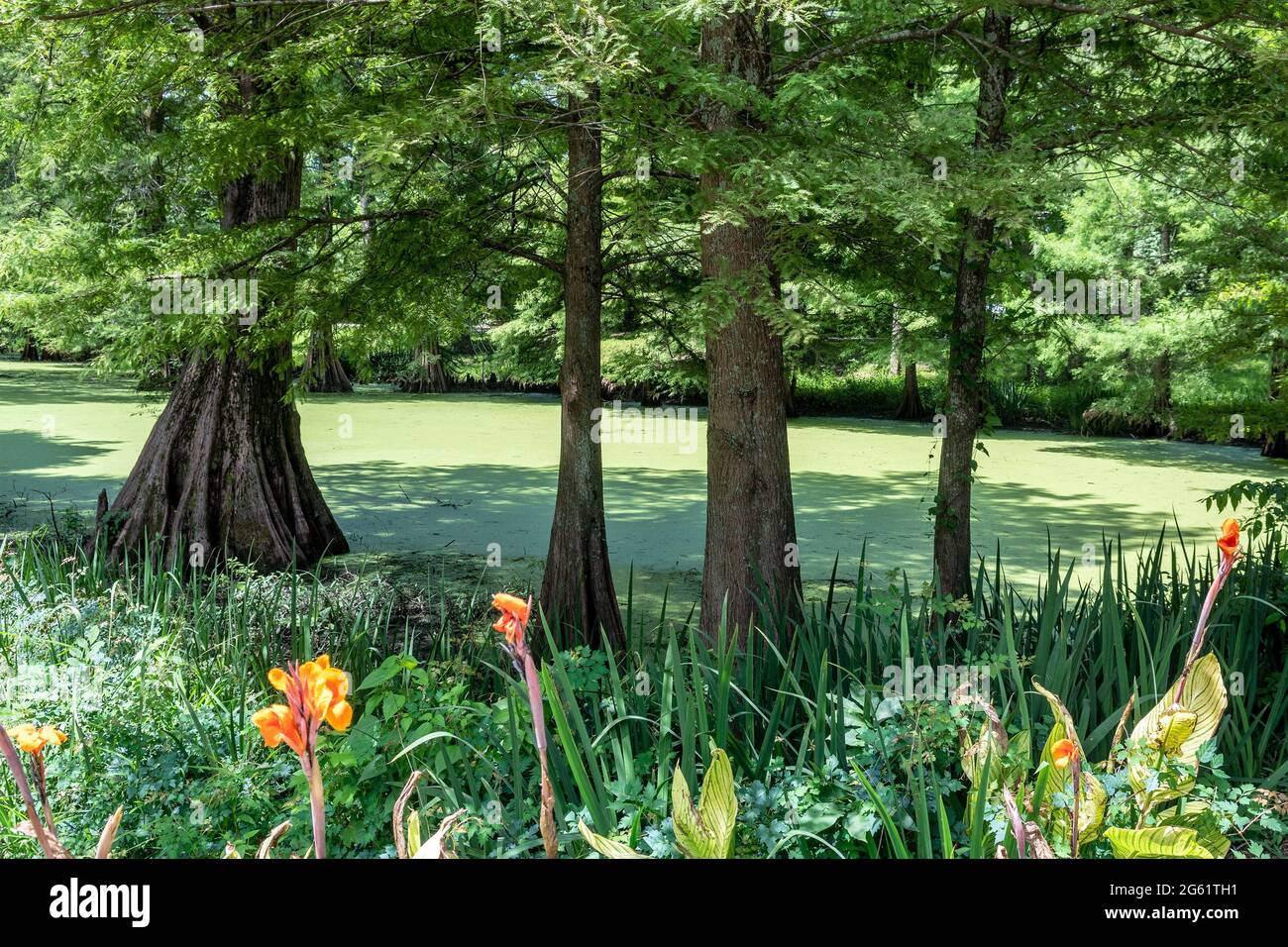 Greenville Cypress Preserve Trust, Greenville, Mississippi, Stati Uniti Foto Stock