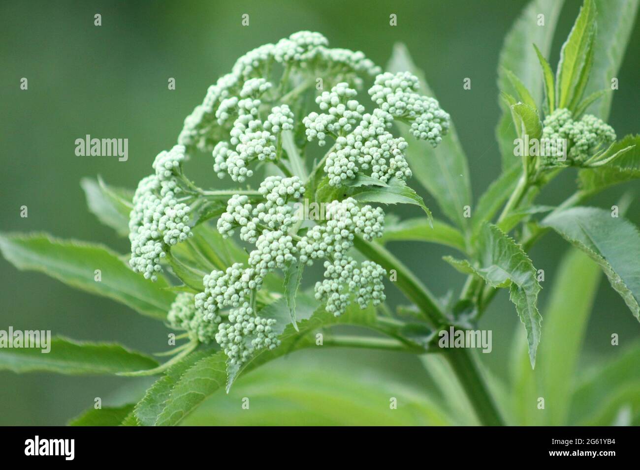 Vista in primo piano dell'anziano verde nano con sfondo verde Foto Stock