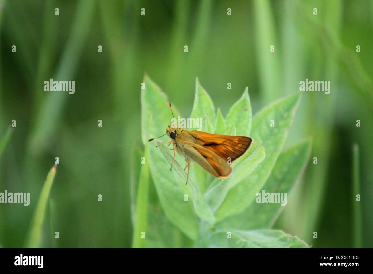 Woodland skipper farfalla su palude milkweed vista ravvicinata Foto Stock
