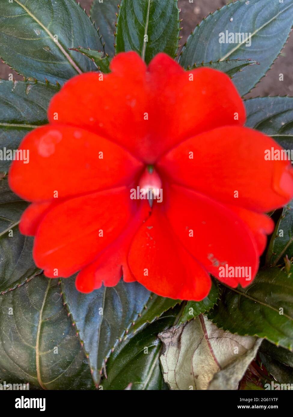 Nuova Guinea impaziens in fiore vista ravvicinata di esso Foto Stock