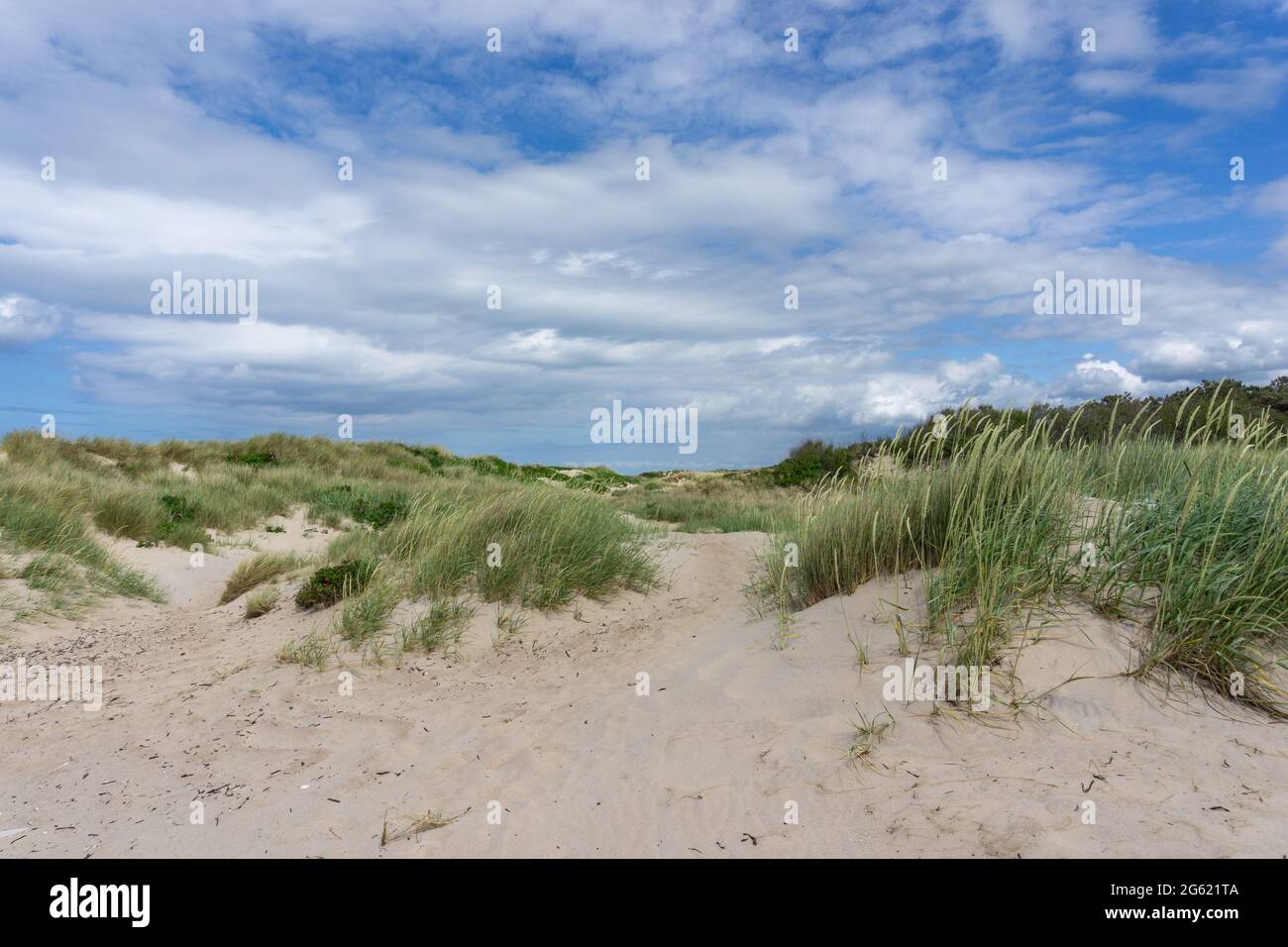 Vista di grandi dune di sabbia con erba paludosa e canne sotto un cielo blu con bianche nuvole di cumuli Foto Stock