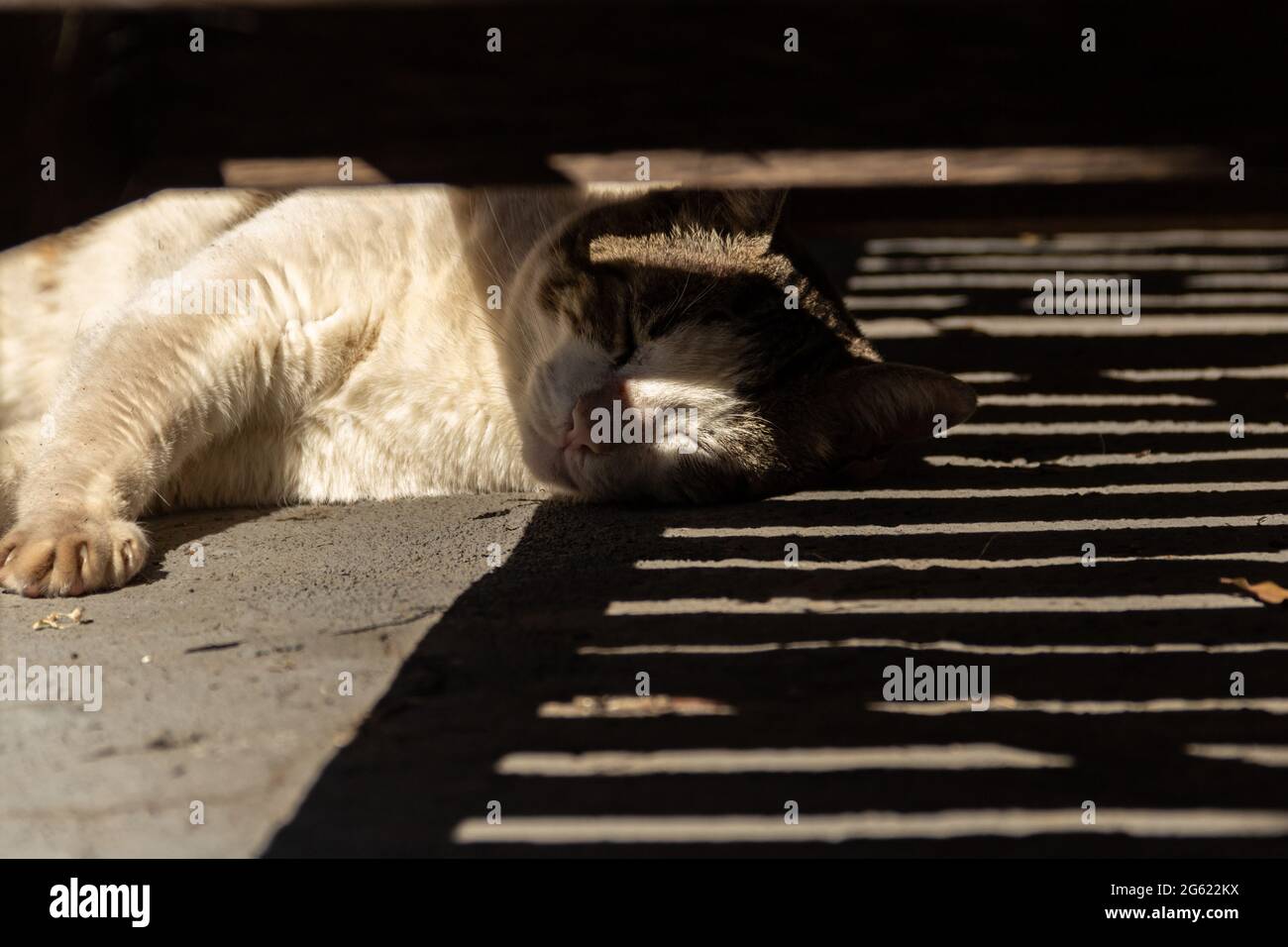 Un gatto tabby, sdraiato all'ombra di una sedia a sdraio. Foto Stock