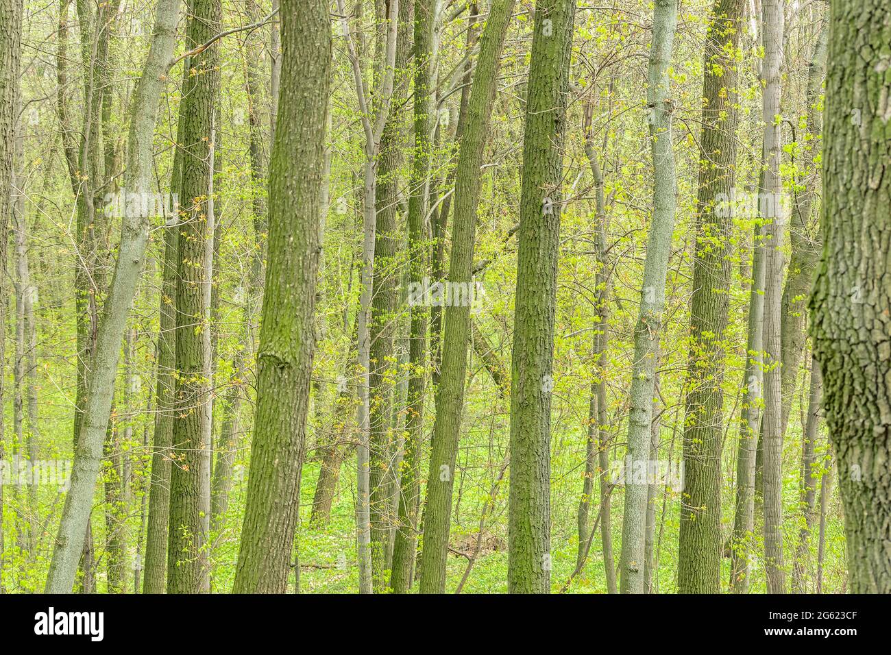 Sfondo della foresta con alberi verdi in primavera. Foto Stock