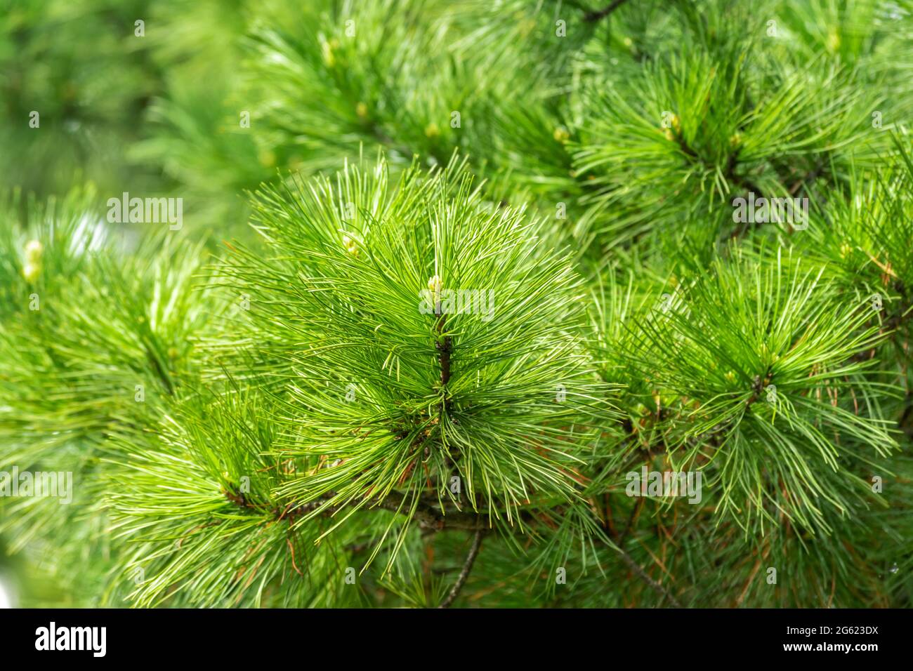 Bel ramo di pino con aghi. Sfondo albero naturale. Foto Stock