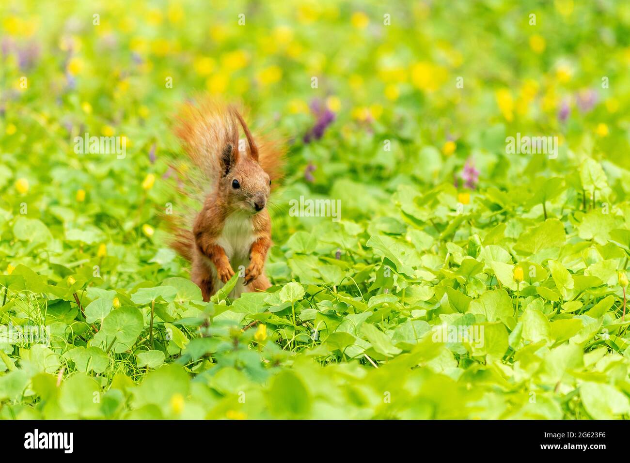 Scoiattolo rosso nell'erba del parco. Foto Stock