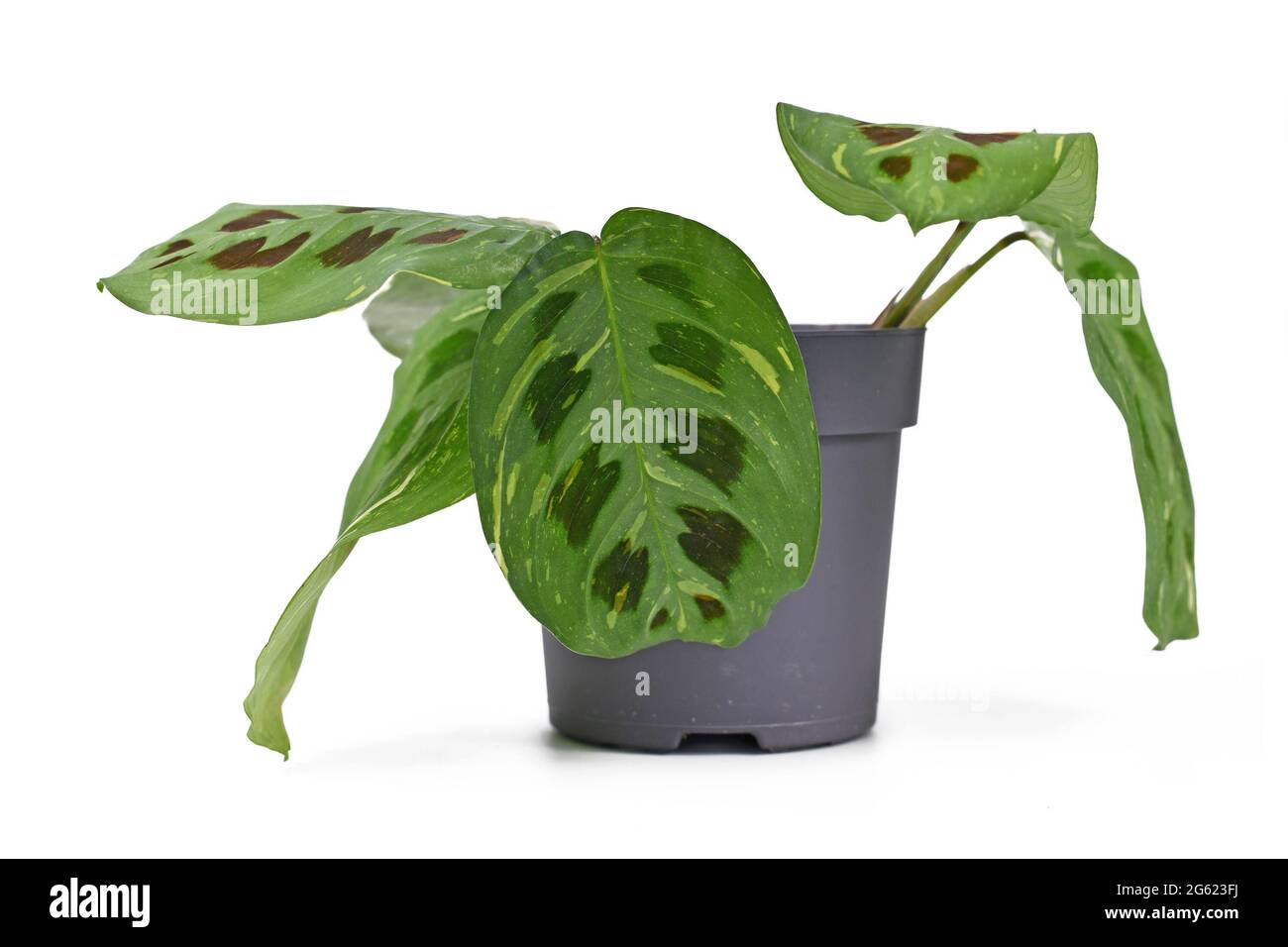 Pianta esotica 'Maranta Leuconeura Kerchoveana Variagata' con foglie macchiate in vaso di fiori isolato su sfondo bianco Foto Stock