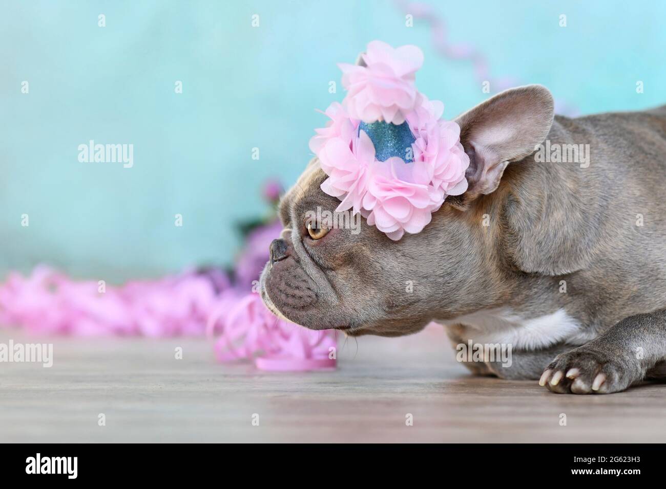 Festa di compleanno cane. Vista laterale del lilla Bulldog francese con cappello in parte sdraiato davanti a sfondo blu con giramanchi di carta e fiori e copie Foto Stock