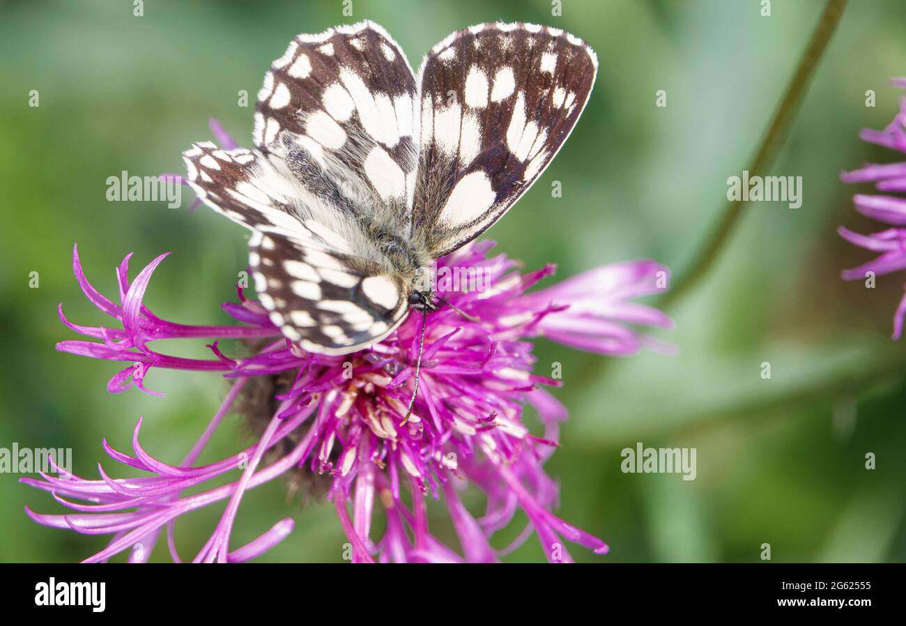 Farfalla bianca marmorizzata (Melanargia galatea) che si nuote su un bel fiore rosa maggiore di alghe (Centaurea scabiosa) Foto Stock