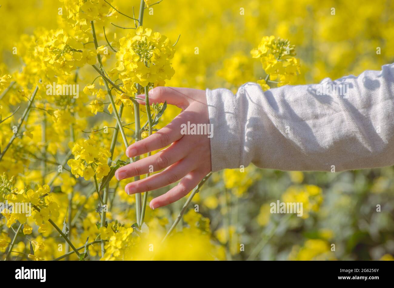 Mano di una donna che tocca i fiori di canola in un campo in fiore, con il cielo blu sullo sfondo Foto Stock