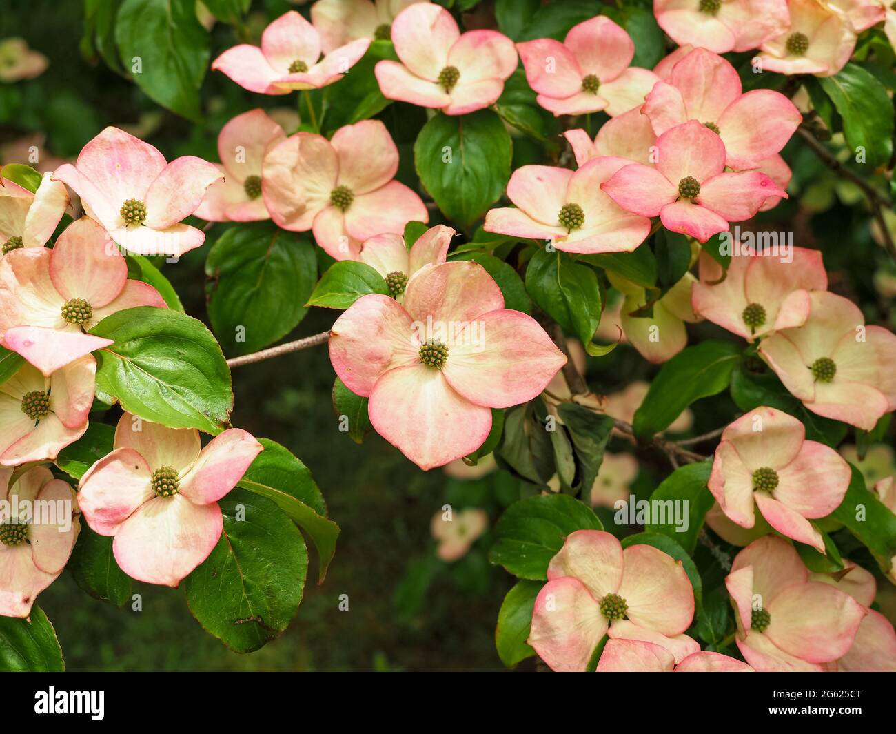 Fiore rosa di dogwood, Cornus kousa varietà Miss Satomi Foto Stock