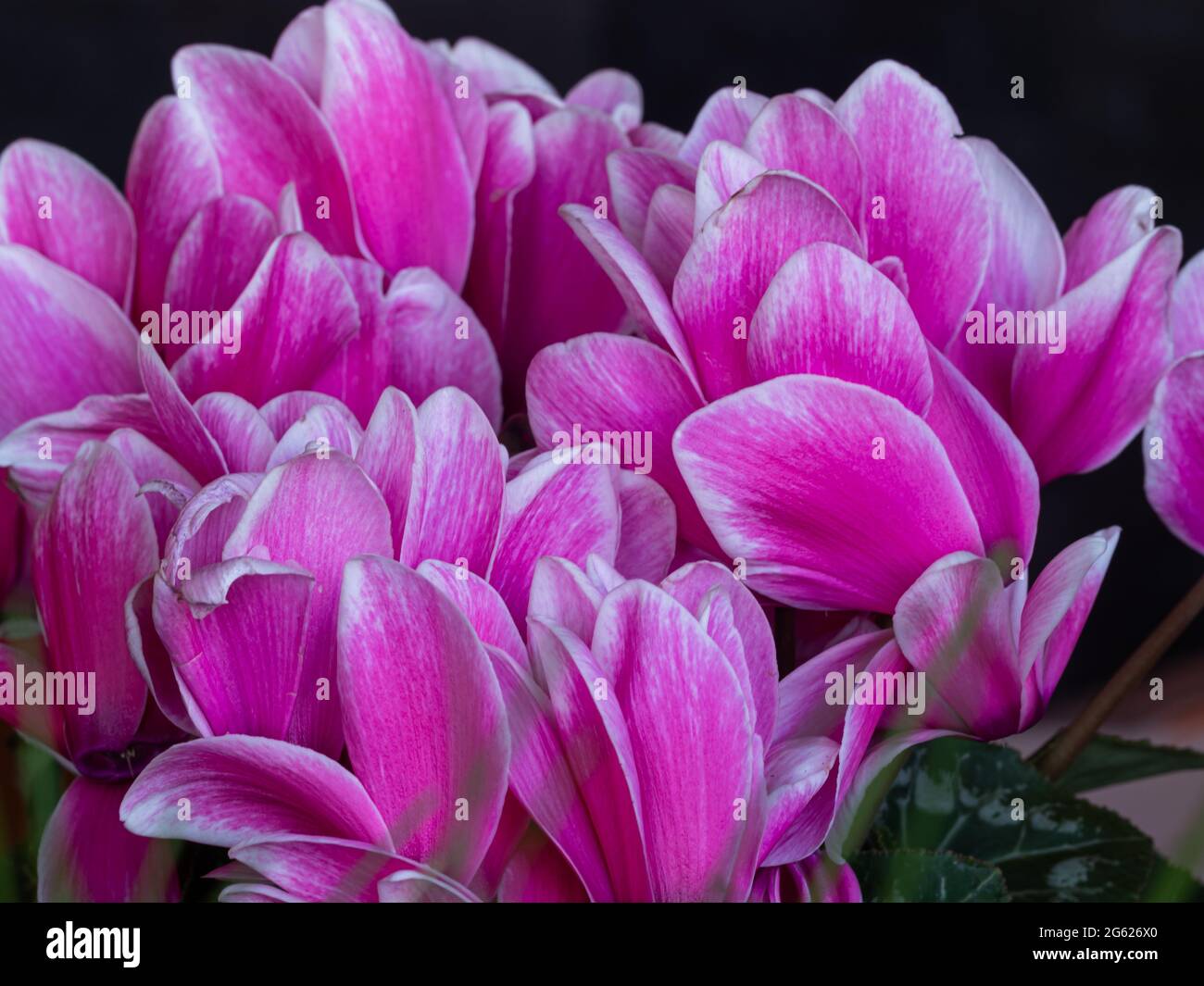 primo piano di fuchsia ciclamino Foto Stock