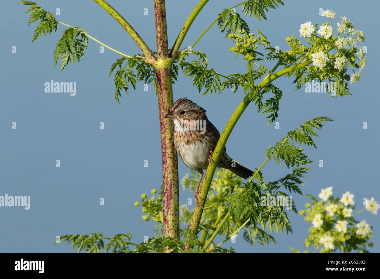 Un adulto Lincoln's Sparrow, Melospiza lincolnii, arroccato su Poison Hemlock, Conium maculatum, al Merced National Wildlife Refuge della California. Foto Stock