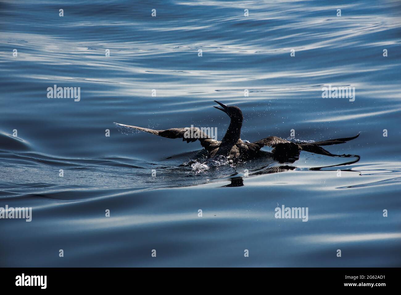 Un giovane gannet, sono neri fino alla loro maturità Foto Stock
