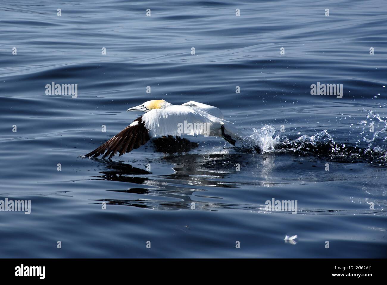 Decollo di Gannet Foto Stock