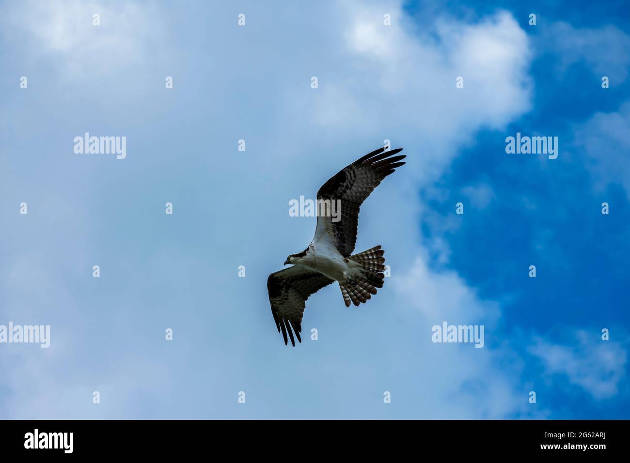 Osprey vola in alto, Pine Island Florida Foto Stock