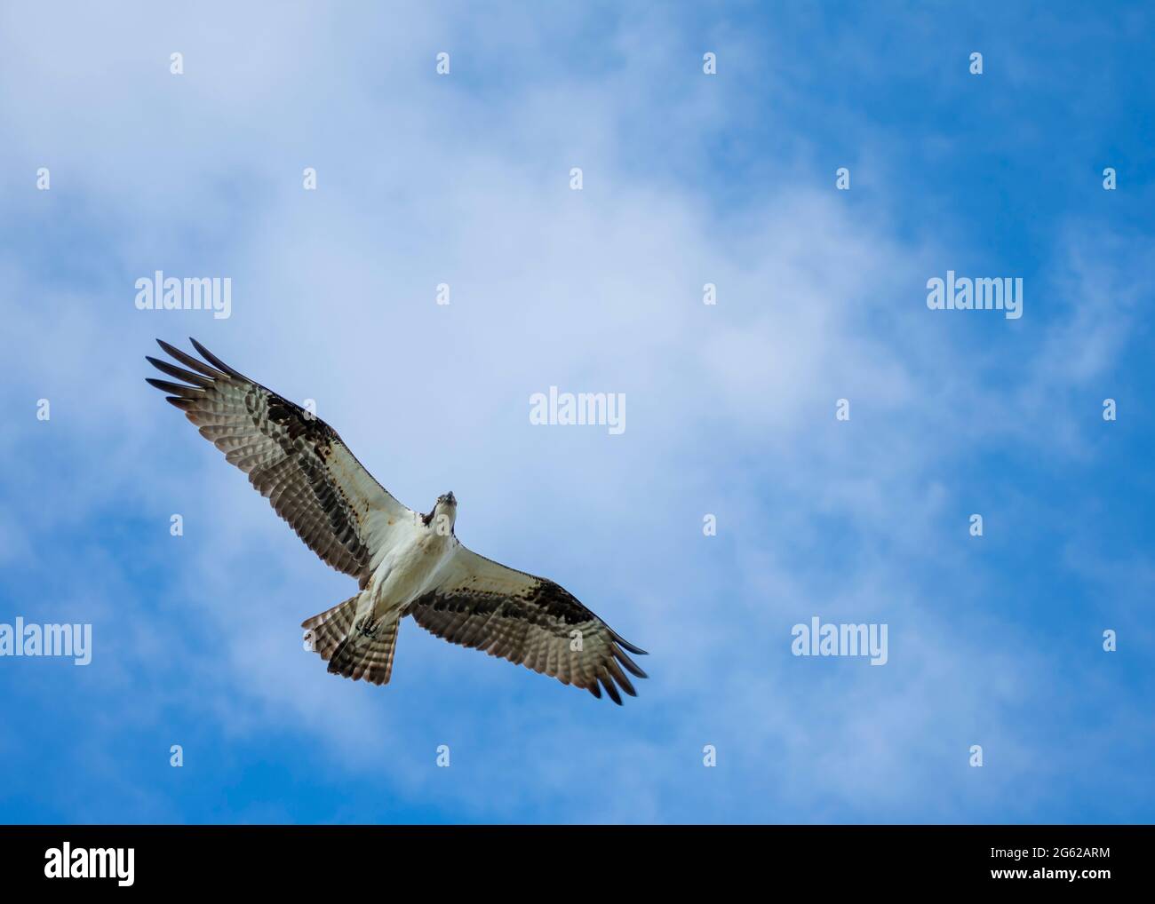 Osprey vola in alto, Pine Island Florida Foto Stock