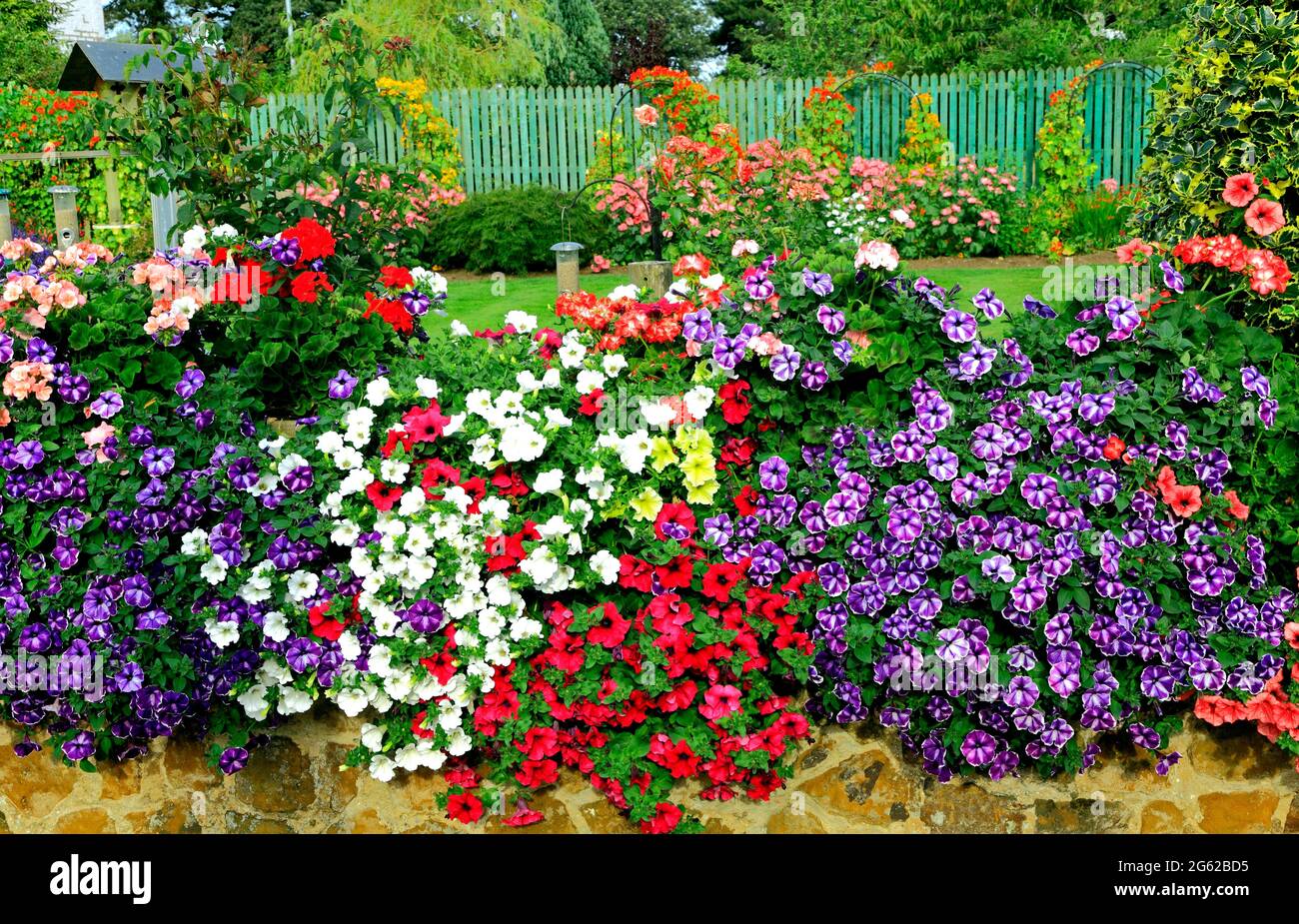 Giardino anteriore, colorato, petunia, arrampicata piante su recinto, multicolore, piantando, alimentatori di uccelli, prato, recinzione Foto Stock