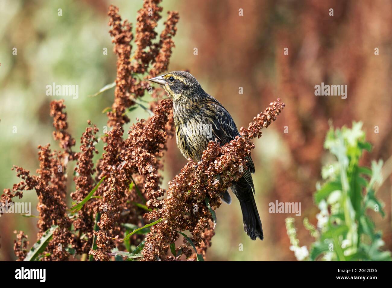 Femmina Blackbird alato rosso (Agelaius phoeniceus) arroccato su Curly Dock (Rumex crrispus) pianta Foto Stock