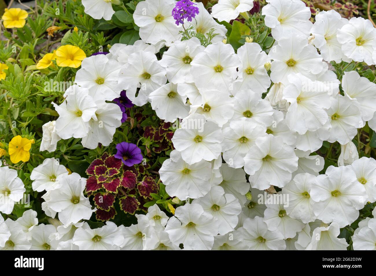 Petunie, Fiori di Petunia bianca Foto Stock