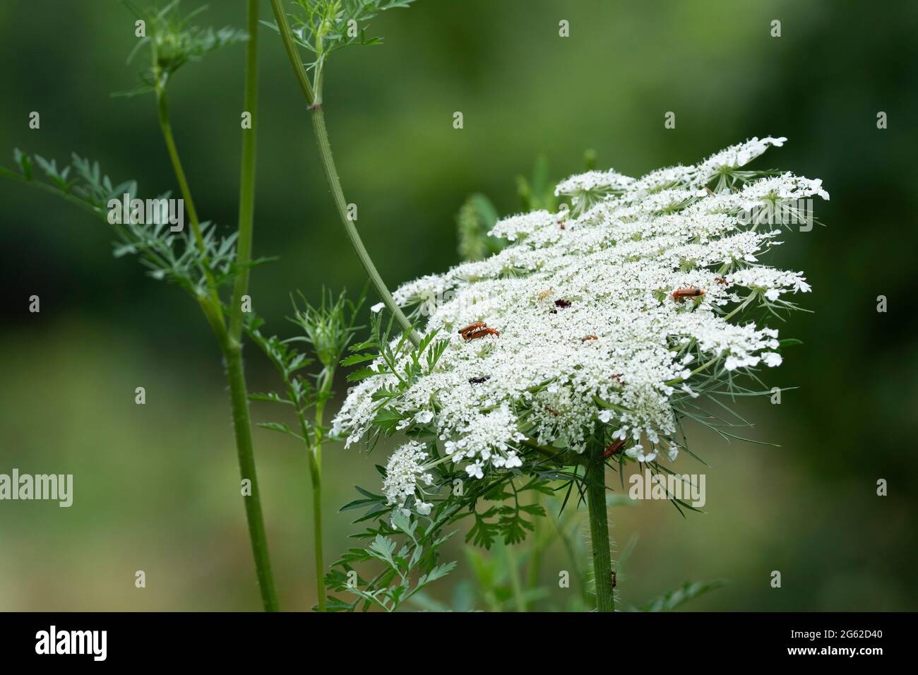 Carota selvatica (carota di Daucus) e Beetles del soldato rosso di Comon (fulva di Rhagonycha) Foto Stock