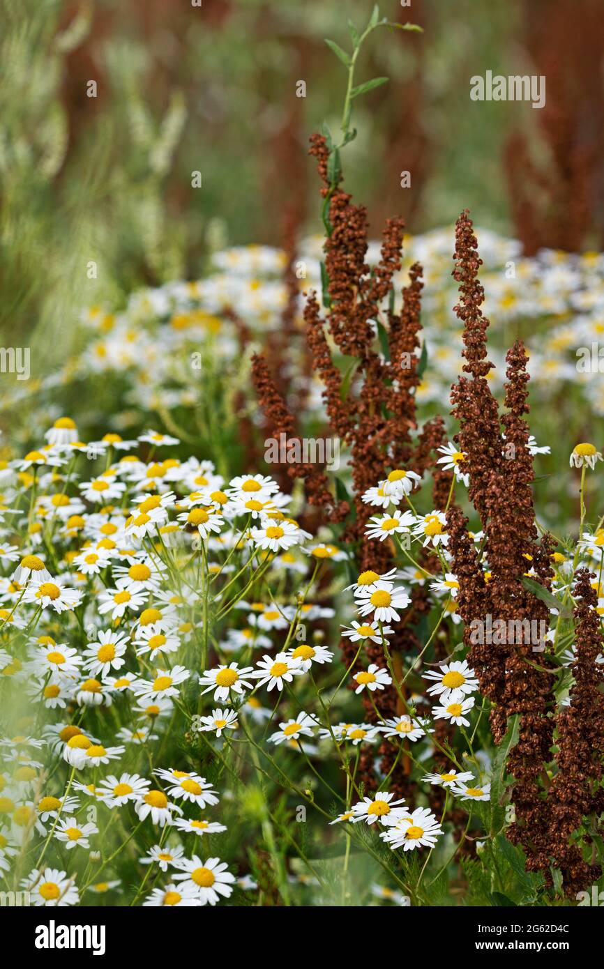 Rumex crispus e Chamomile, fiori di Camomilla Foto Stock