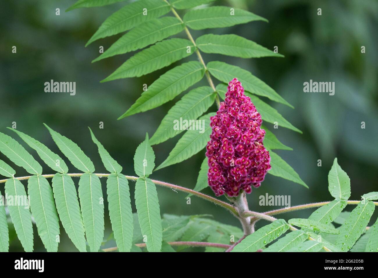 Sommacco maggiore (Rhus typhina) Foto Stock