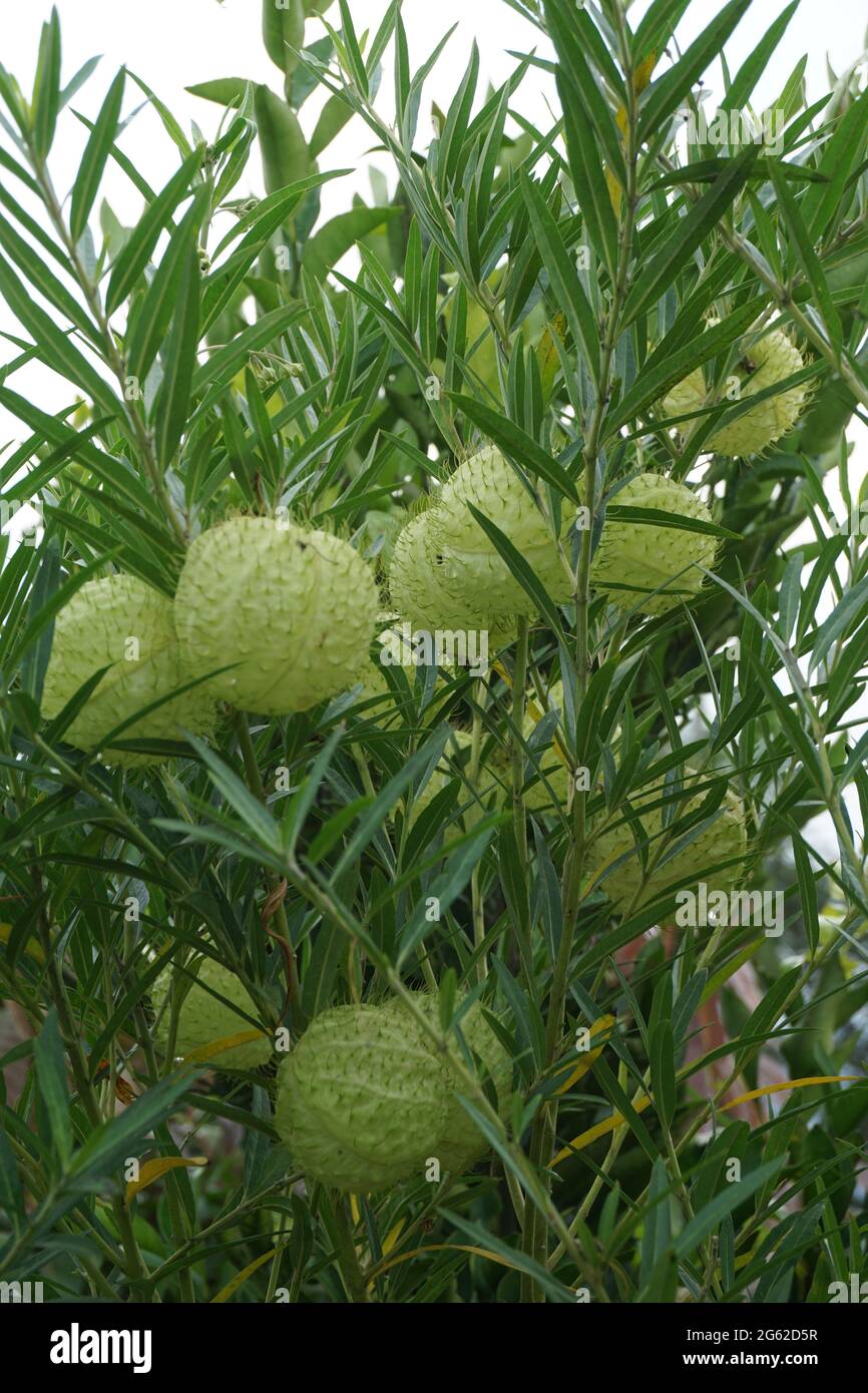 Gomphocarpus physocarpus (chiamato anche palle pelose, palloncino pianta, palloncino cotone bush, palloni di vescovo, testa di salvataggio, swan pianta, mungitura, pianta ornamentale Foto Stock