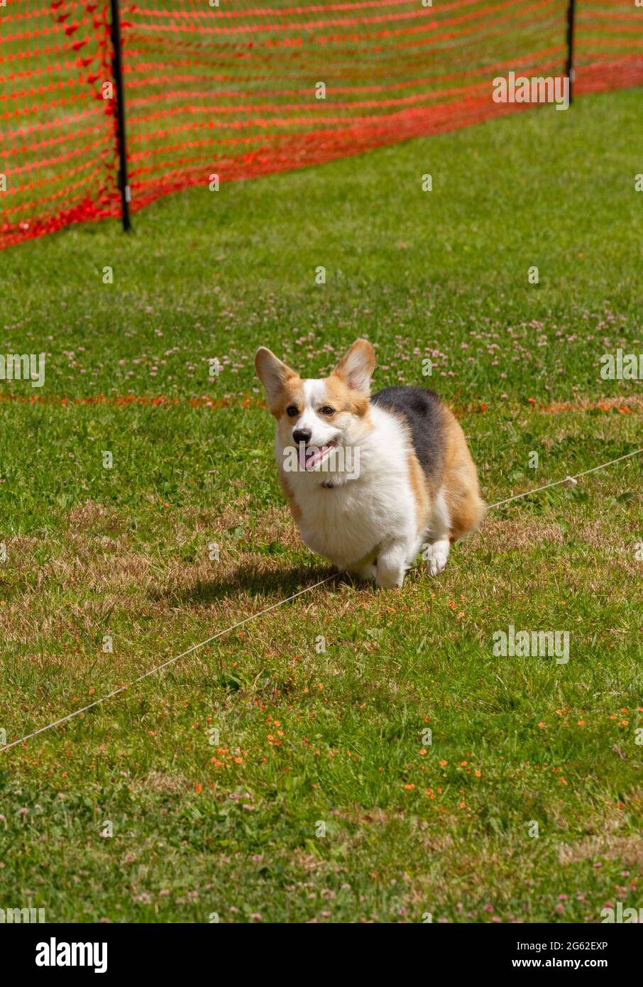 I corgi sorridenti lure corteggiando Foto Stock