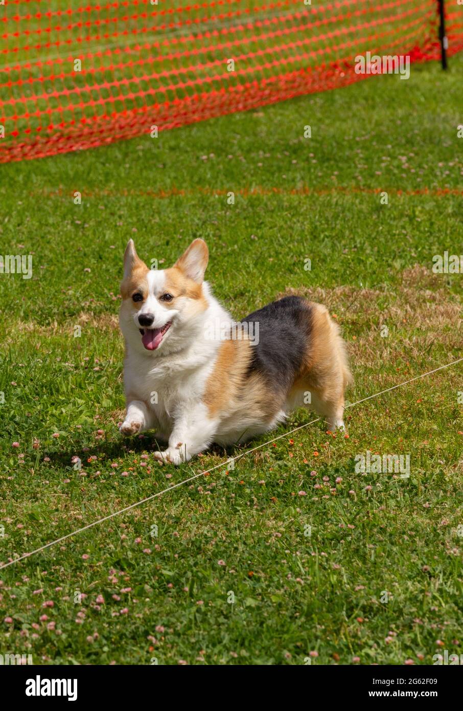 I corgi sorridenti lure corteggiando Foto Stock