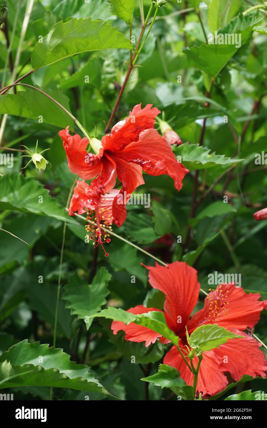 Shoe pianta nera con fondo naturale. Chiamato anche Hibiscus rosa Sinensis, hibiscus cinese, rosa cinese, hibiscus hawaiano, mallow rosa e shoeb Foto Stock