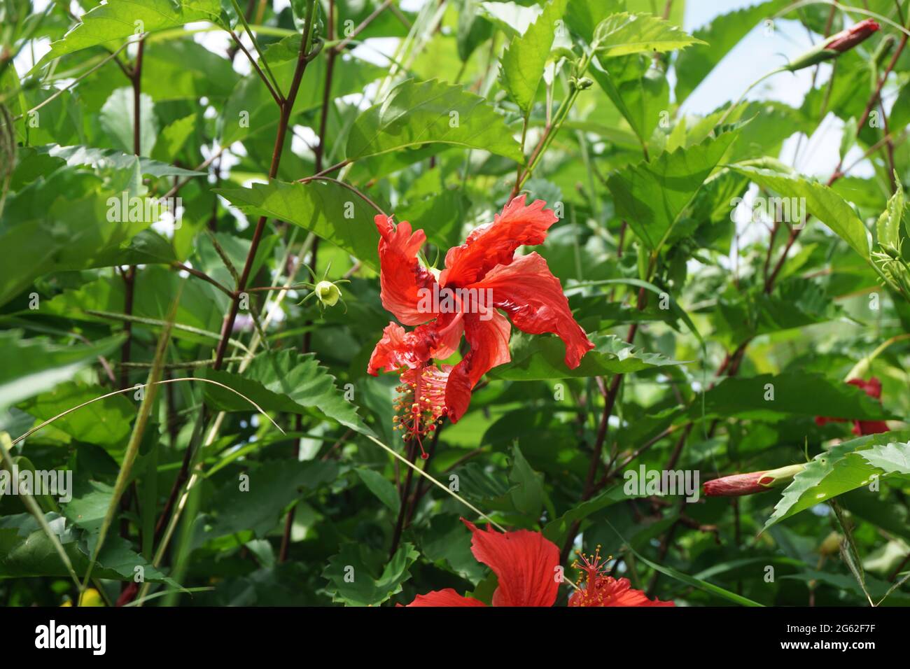 Shoe pianta nera con fondo naturale. Chiamato anche Hibiscus rosa Sinensis, hibiscus cinese, rosa cinese, hibiscus hawaiano, mallow rosa e shoeb Foto Stock