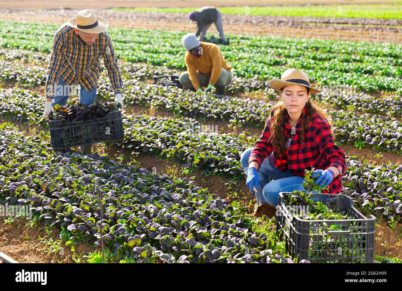 Gruppo di lavoratori agricoli che raccolgono la raccolta di canonigos rossi Foto Stock