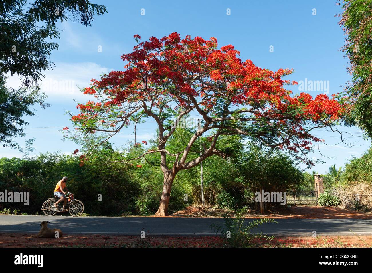 Tamil Nadu, India - 2021 luglio: Una meravigliosa regione di Delonix sulla strada per Auroville Foto Stock