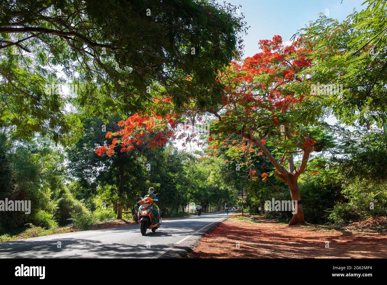 Tamil Nadu, India - 2021 luglio: Una meravigliosa regione di Delonix sulla strada per Auroville Foto Stock