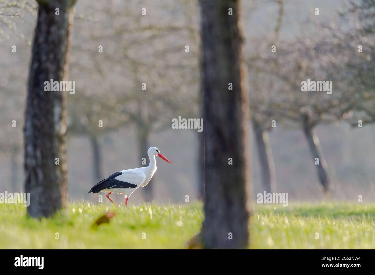 Cicogna bianca (Ciconia ciconia) su un prato in primavera vicino a Hochheim, Germania. Foto Stock